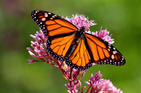 How To Identify Monarch Butterfly