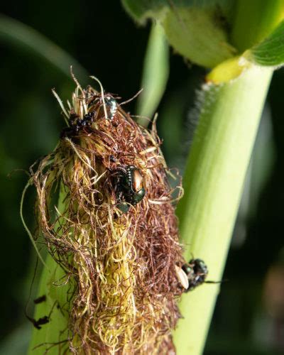 We Grow Corn Worksheets | Kansas Corn