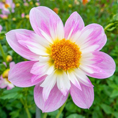 Buy Teesbrook Audrey Dahlia Online Summer Bulbs Brecks