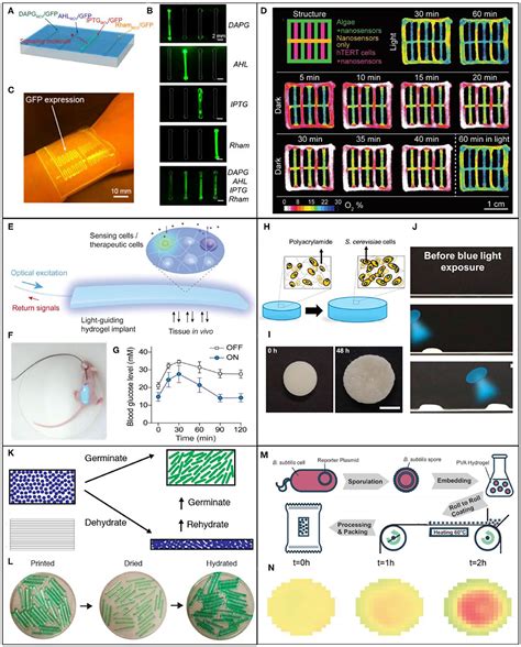 Frontiers Engineered Living Materials Based Sensing And Actuation