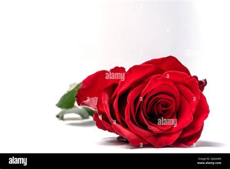 Beatiful Bouquet Of Red Roses Flowers On White Background Horizontal