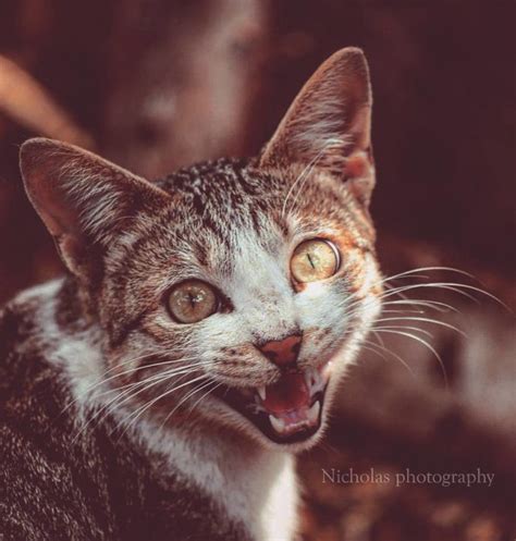 Estos Son Los 15 Gatos Más Felices Que Verás Hoy ¡te Alegrarán El Día