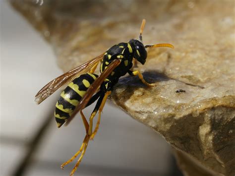 The european species (vespa crabro) is of a dark brown and yellow color. Variety of Life: Polistes