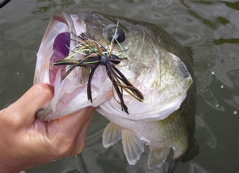 Virginia Bass Forecast For 2015 Game And Fish