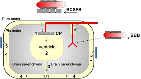 Schematic Presentation Of The Circulation Of Csf And The Barriers Of