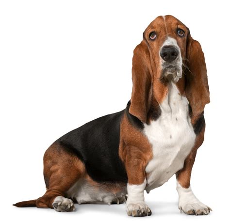 Breed Of The Week Basset Hound Paws Playgrounds