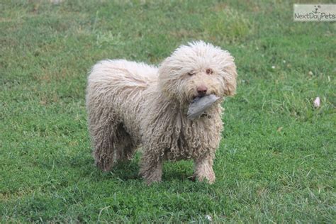 Each day, many new puppies are born, and people like you come here to find their new puppy. Spanish Water Dog puppy for sale near Lincoln, Nebraska ...