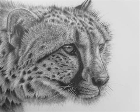 Original Graphite Pencil Drawing Of A Cheetah 12 X 16