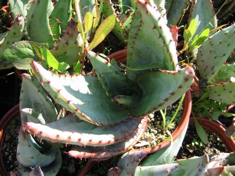 6236 belmar ave reseda, ca 91335. California Nursery Specialties - Cactus Ranch - Cacti and ...