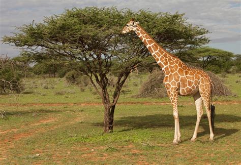 Giraffe Habitat