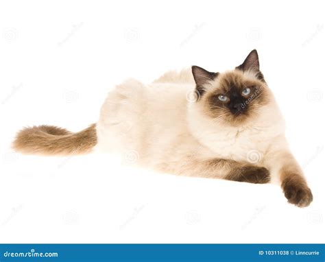 Seal Point Ragdoll Cat On White Background Stock Photo Image Of