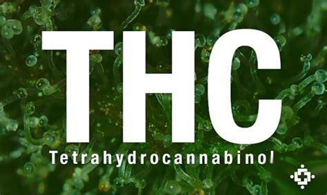 An Overview Of Tetrahydrocannabinol Thc