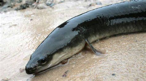 American Eels May Soon Be Protected By Endangered Species Act Report