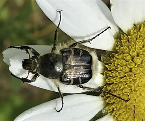 minnesota seasons bee mimic beetle