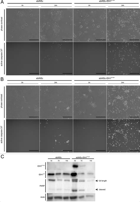 Idh1r132h Increases Apoptosis Susceptibility Of Induced Neural Stem