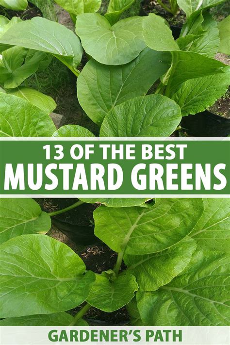 13 Of The Best Varieties Of Mustard Greens Gardeners Path