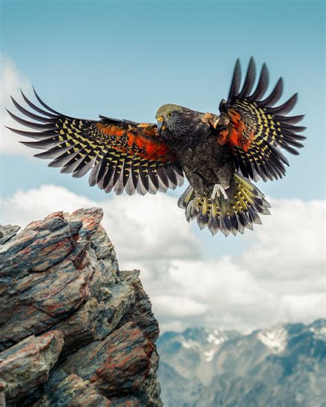 Interesting Photo Of The Day Kea The Alpine Parrot