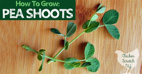 Growing Pea Shoots For A Quick Healthy And Tasty Snack