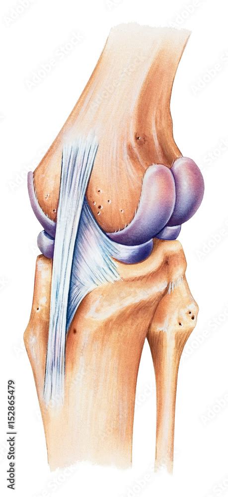 Knee Anatomy Medial View Human Anatomy My Xxx Hot Girl