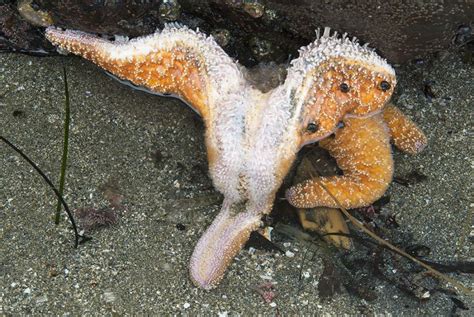Millions Of Starfish Killed By Mysterious Disease From Mexico To Alaska