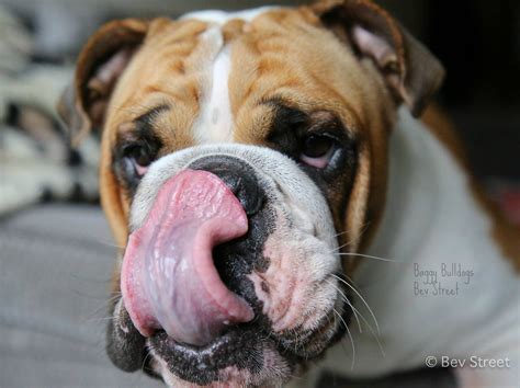 Baggy Bulldogs - Timeline Photos | Bulldog puppies, Bulldog, Old english bulldog