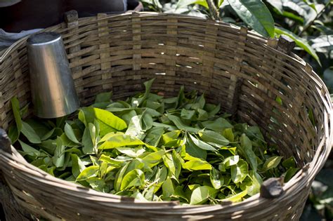 Check spelling or type a new query. ACMS slams police caning of tea estate workers in Assam ...