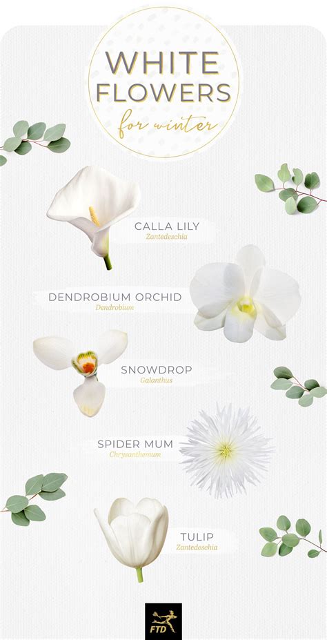 40 Types Of White Flowers Artofit