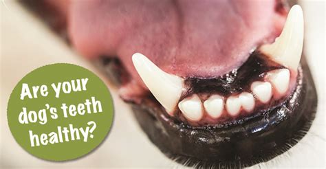 Keeping Your Dogs Teeth Healthy Dogs Naturally Magazine