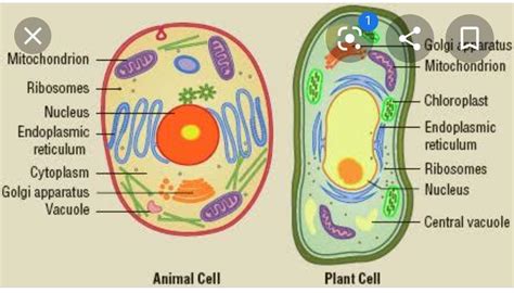 Top 102 The Structure Of Plant And Animal Cell