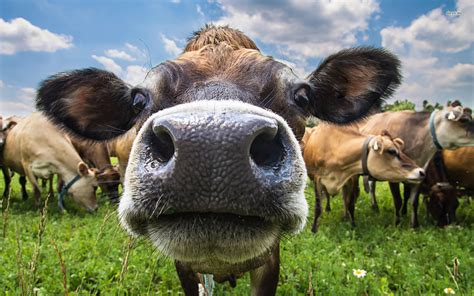 The beauty of the animal world published march 4, 2021 35 views. Cute Cow Wallpapers (39+ background pictures)