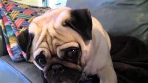 Top 10 Funniest Pug Videos Of All Time Youtube