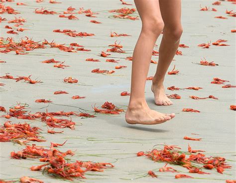 Thousands Of Tiny Red Crabs Wash Ashore On Catalina Island — Are Southern California Beaches