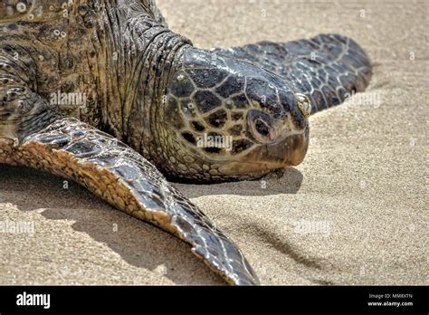 Green Sea Turtle And Beach Hi Res Stock Photography And Images Alamy
