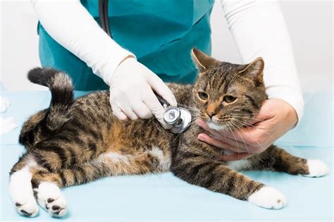Pet Exams In Lansing Mi Pennsylvania Veterinary Care