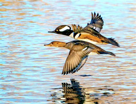 Flying Hooded Merganser Couple Photograph By Judi Dressler Pixels