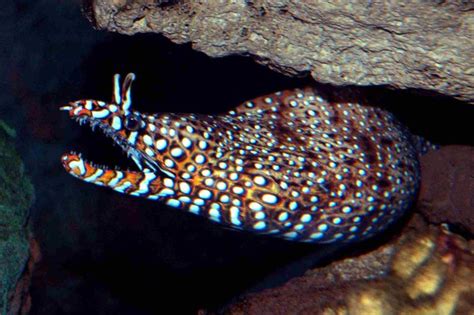 Supnon japanese noren hanging doorway curtain murena helena dragon moray eel for living room. Gambassa - - Report Project - Joey Lopez's Notable Species