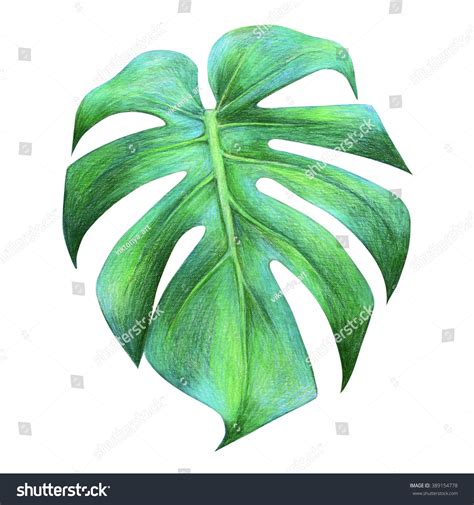 Tangerines, colored pencil drawing 4 x 5 by robert a. Tropical Leaf Drawing. Dragon Leaf. Colored Pencil Drawing ...