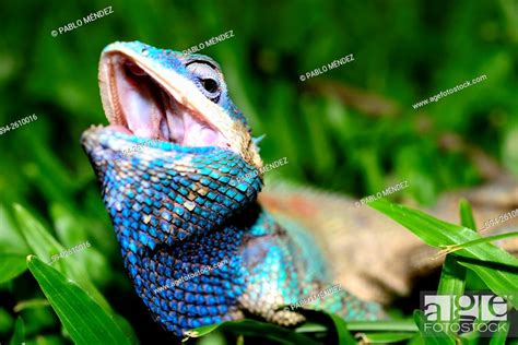 Blue Crested Lizard Calotes Mystaceus In Chiang Mai Thailand Stock