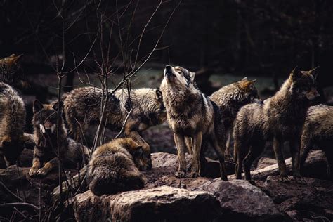 A Pack Of Wolves The Alpha Male Prepared To Howl Hd Wallpaper