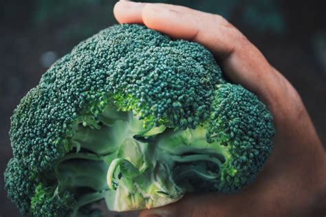 However, cruciferous vegetables have a reputation for the saying too much of a good thing also applies to broccoli. Can Dogs Eat Broccoli - Can I Give My Dog Some Broccoli