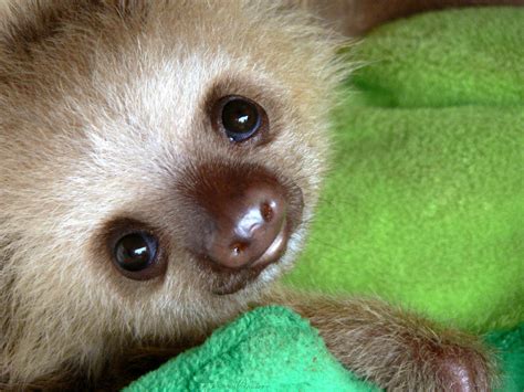 Sloths Move Only When Necessary And Even Then Very Slowly They Can