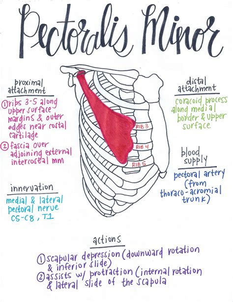 The Pectoralis Minor Muscle Gross Anatomy Human Body