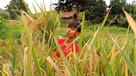 Philippine Rice Field Harvest