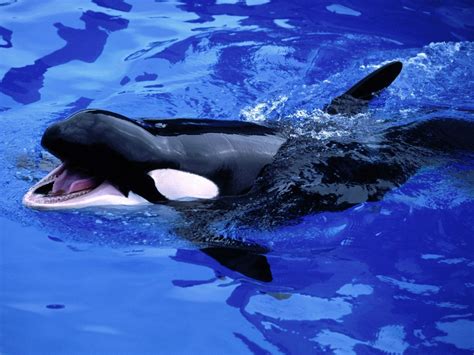 Underwater Whale Orca Wallpapers Hd Desktop And Mobile Backgrounds