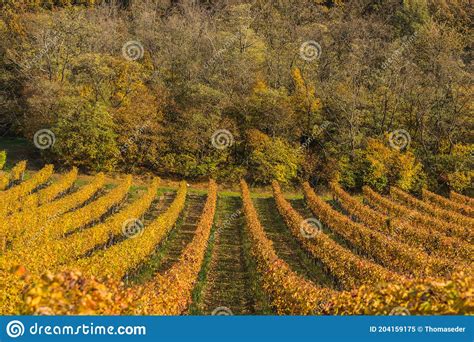 Curved Colorful Vineyards In The Autumn Sun Stock Image Image Of
