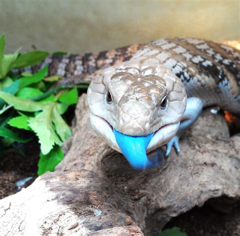 Are calm pets that enjoy being scratched beneath the chin. Blue Tongue Skink - I want one of these as a pet so badly ...
