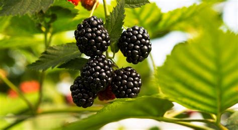 Human settlement in united kingdom (en); Our Blackberries - Beekers Berries