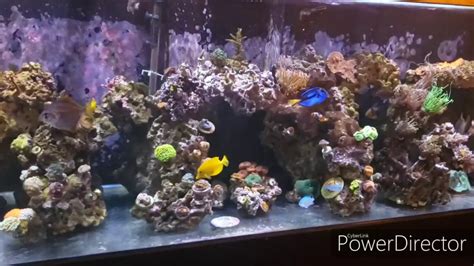 How To Take Sand Out Of Reef Tank Youtube