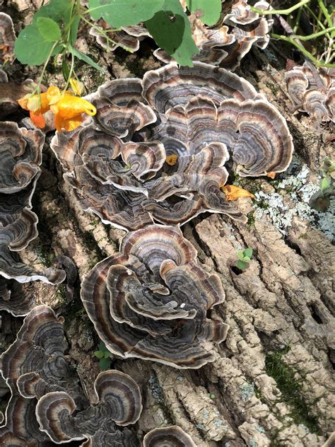 Mushrooms That Grow On Dead Trees All Mushroom Info