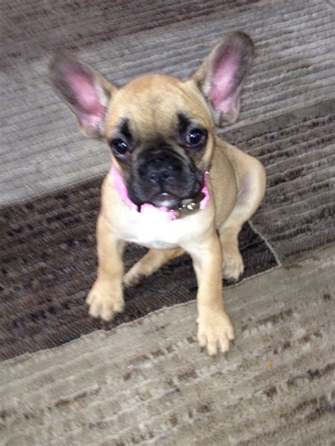 French bulldog puppies and floppy ears. French Bulldog Puppy, ️ love the ears | Bulldog puppies ...